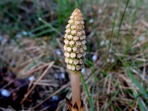 Přeslička rolní (Equisetum arvense )