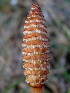 Přeslička rolní (Equisetum arvense )