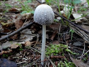 Hnojník žlutochlupý - Coprinellus xanthothrix (Romagn.) Vilgalys, H