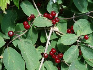 Zimolez obecný (Lonicera xylosteum L.)