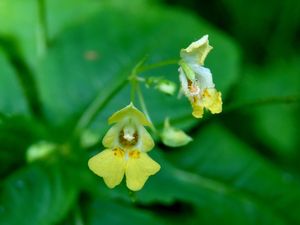 Netýkavka malokvětá (Impatiens parviflora)