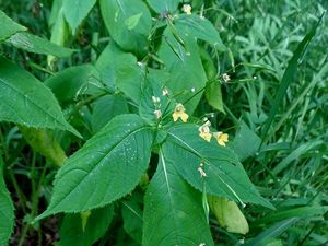 Netýkavka malokvětá (Impatiens parviflora)