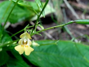 Netýkavka malokvětá (Impatiens parviflora)