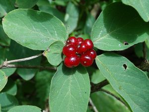 Zimolez obecný (Lonicera xylosteum L.)