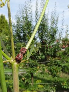 Libeček lékařský (Levisticum officinale)