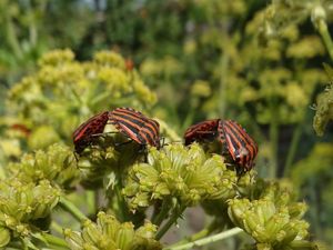 Libeček lékařský (Levisticum officinale)