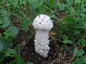 Muchomůrka Vittadiniho - Amanita vittadinii