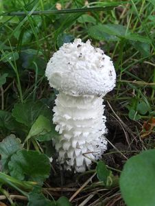 Muchomůrka Vittadiniho - Saproamanita vittadinii (Moretti) Redhead, Vizzini, Drehmel & Contu 2016