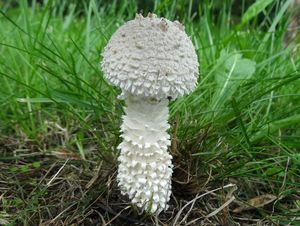 Muchomůrka Vittadiniho - Saproamanita vittadinii (Moretti) Redhead, Vizzini, Drehmel & Contu 2016
