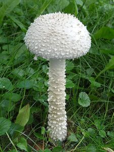 Muchomůrka Vittadiniho - Saproamanita vittadinii (Moretti) Redhead, Vizzini, Drehmel & Contu 2016