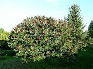 Škumpa orobincová (Rhus hirta)