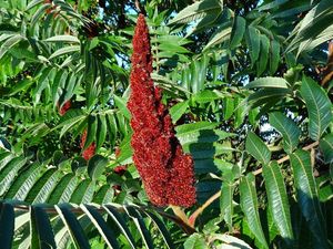 Škumpa orobincová (Rhus hirta)