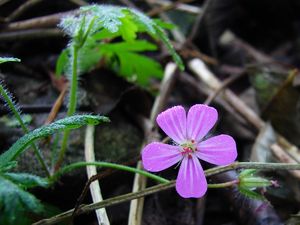 Kakost smrdutý (Geranium robertianum L.)