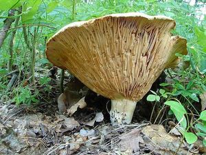 Běločechratka obrovská - Leucopaxillus giganteus (Sibth.) Singer