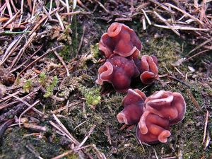 Klikni pro velký obrázek