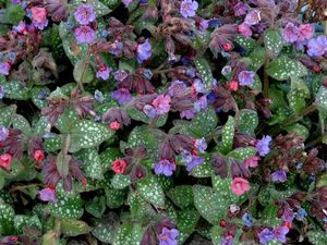 Plicník lékařský (Pulmonaria officinalis)