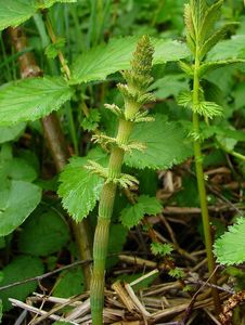 Přeslička lesní (Equisetum sylvaticum L.)