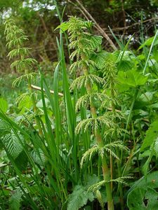 Přeslička lesní (Equisetum sylvaticum L.)