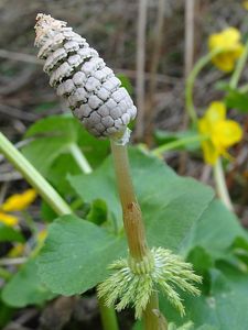 Přeslička lesní (Equisetum sylvaticum L.)