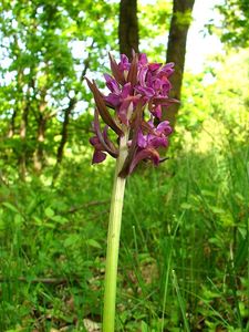 Klikni pro velký obrázek