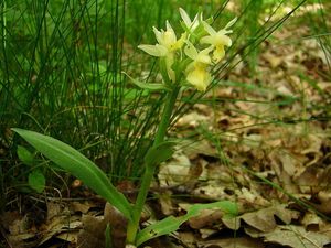 Klikni pro velký obrázek