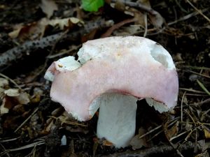 Klikni pro velký obrázek