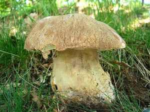 Klikni pro velký obrázek