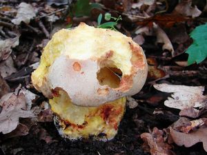 Klikni pro velký obrázek