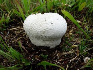 Pýchavka dlabaná - Lycoperdon utriforme Bull. 1791