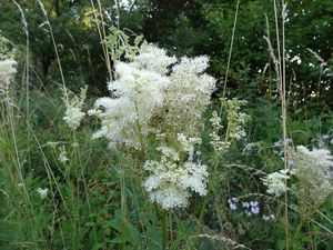 Tužebník jilmový (Filipendula ulmaria)