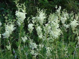 Tužebník jilmový (Filipendula ulmaria)