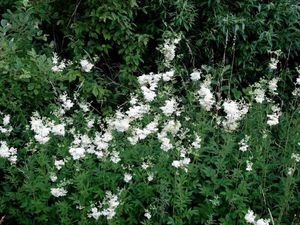 Tužebník jilmový (Filipendula ulmaria)