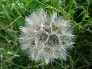 Kozí brada východní (Tragopogon orientalis)