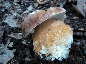 Klikni pro velký obrázek