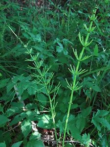 Přeslička lesní (Equisetum sylvaticum L.)