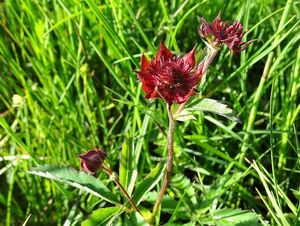 Mochna bahenní (Potentilla palustris)