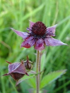 Mochna bahenní (Potentilla palustris)