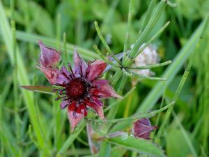 Mochna bahenní (Potentilla palustris)