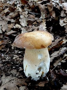 Klikni pro velký obrázek