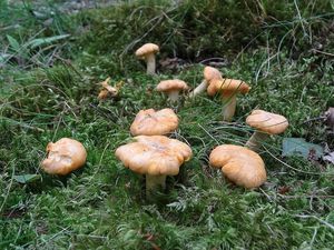 Klikni pro velký obrázek