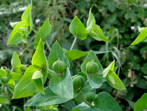 Pryšec skočcový (Euphorbia lathyris.)