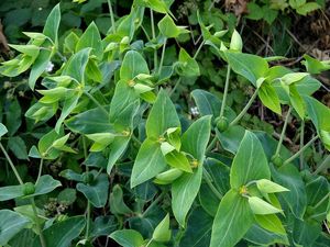 Pryšec skočcový (Euphorbia lathyris.)