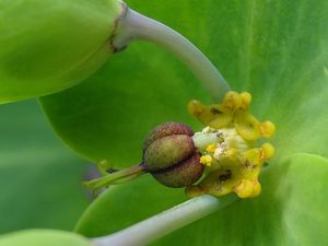 Pryšec skočcový (Euphorbia lathyris.)