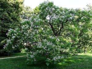 Katalpa trubačovitá (Catalpa bignonioides)