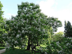 Katalpa trubačovitá (Catalpa bignonioides)