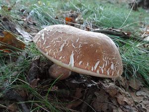 Klikni pro velký obrázek