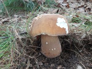 Klikni pro velký obrázek