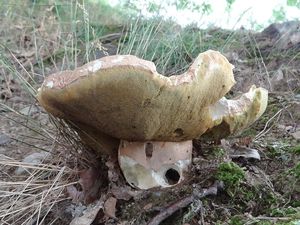 Klikni pro velký obrázek