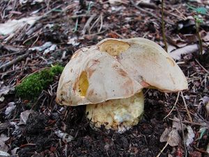 Klikni pro velký obrázek