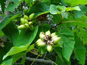 Pavlovnie plstnatá (Paulownia tomentosa)